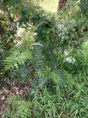 Grevillea robusta
