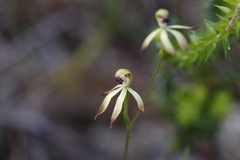 Caladenia testacea