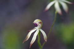 Caladenia testacea
