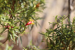 Eremophila duttonii