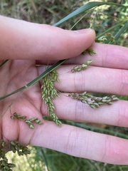 Chascolytrum subaristatum