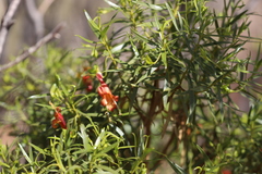 Eremophila duttonii
