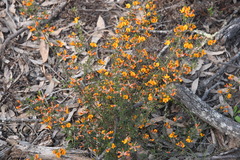 Pultenaea cinerascens