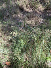 Chascolytrum subaristatum