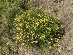 Senecio madagascariensis