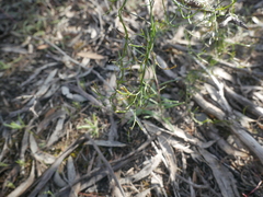 Thysanotus patersonii
