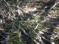 Thysanotus patersonii