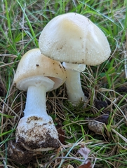 Amanita