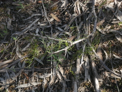 Thysanotus patersonii