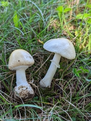 Amanita