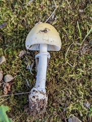 Amanita