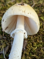 Amanita