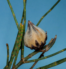 Cylindrococcus casuarinae