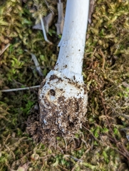 Amanita