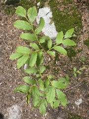 Vaccinium membranaceum