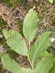 Vaccinium membranaceum