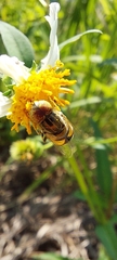 Eristalinus