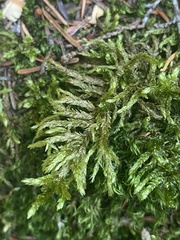 Pleurozium schreberi