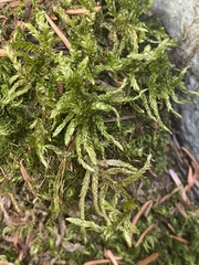 Pleurozium schreberi