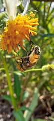 Eristalinus
