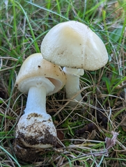 Amanita