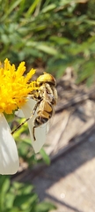 Eristalinus
