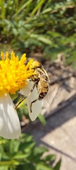 Eristalinus
