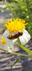 Eristalinus