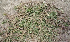 Polygonum aviculare aviculare