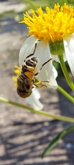 Eristalinus