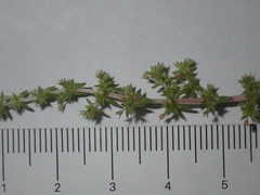 Crassula sieberiana