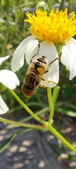 Eristalinus