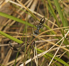 Myrmecia gilberti