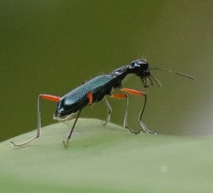 Neocollyris