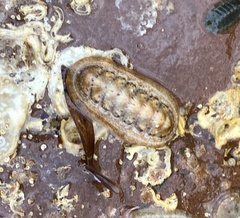 Ischnochiton cariosus