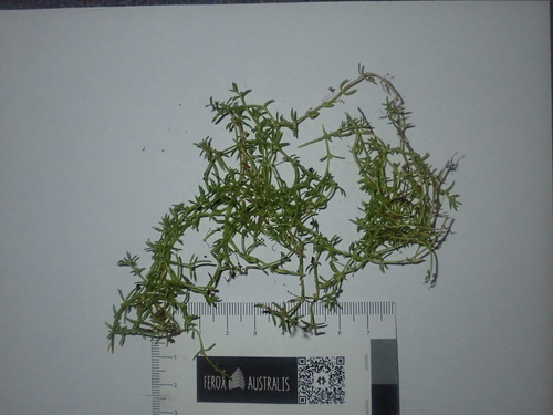 Crassula peduncularis
