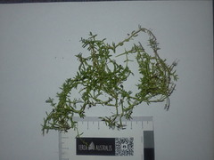 Crassula peduncularis