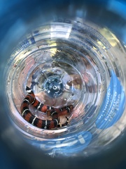 Lampropeltis polyzona