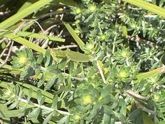 Orthodera