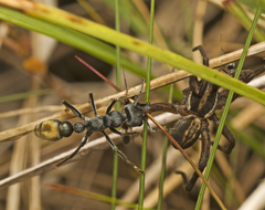 Myrmecia gilberti