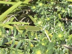 Orthodera
