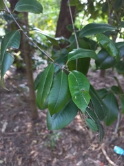 Backhousia citriodora
