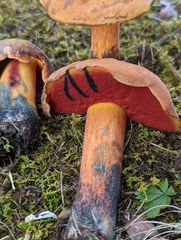Neoboletus