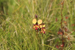 Diuris orientis