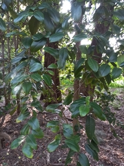 Backhousia citriodora