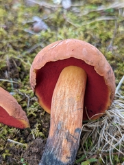 Neoboletus