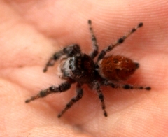 Phidippus adumbratus
