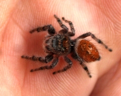 Phidippus adumbratus