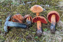 Neoboletus