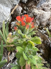 Castilleja mendocinensis